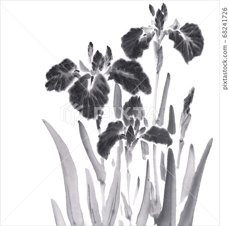 水墨畫綻放的鳶尾花 68241726