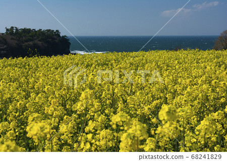 Oita Oita 68241829