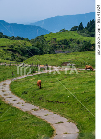 Beef grazing and growing in the great nature of Aso Gogaku 68241924