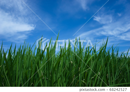Rice 1 Rice 1 68242527