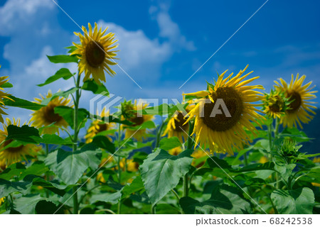 Sunflower 5 Sunflower 5 68242538