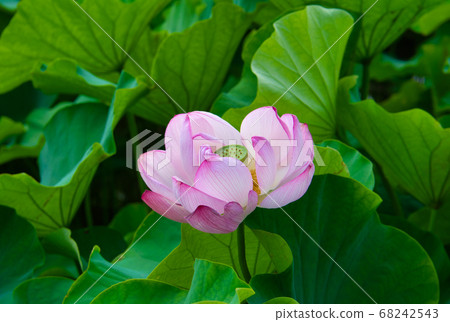 蓮花3 蓮花3 68242543