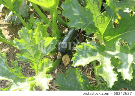 蔬菜西葫蘆水果 68242627