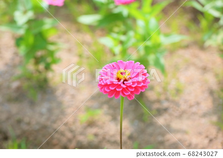 百日草花 68243027