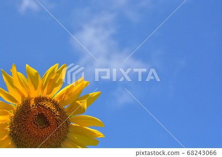 Shinshu Haramura Sunflower 68243066