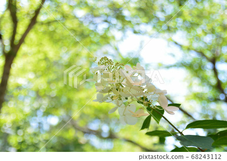 信州原村繡球花 68243112