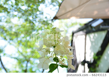 Shinshu Haramura Hydrangea 68243113