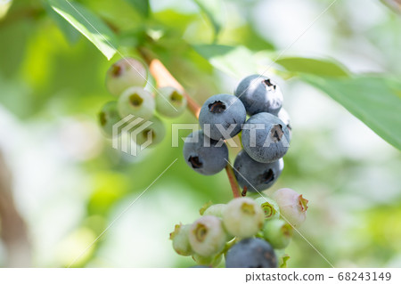 Blueberry farm Blueberry picking 68243149