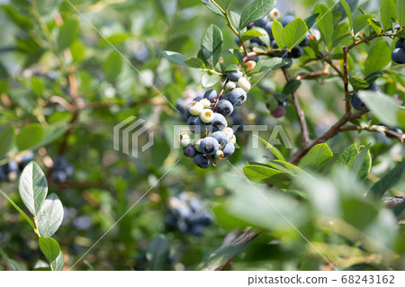 藍莓農場藍莓採摘 藍莓農場藍莓採摘 68243162