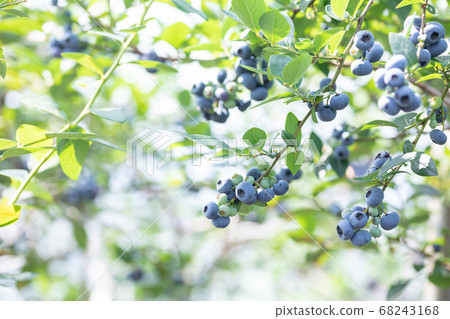 Blueberry farm Blueberry picking 68243168