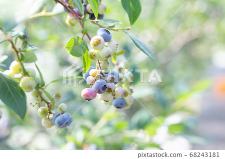 藍莓農場藍莓採摘 藍莓農場藍莓採摘 68243181
