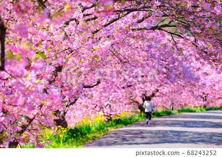 Kawazu cherry blossoms in Shimogamo, Minamiizu-cho 68243252