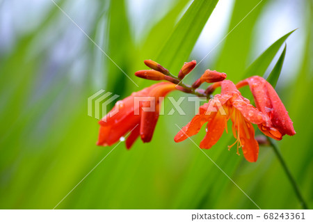 Crocosmia花 Crocosmia花 68243361