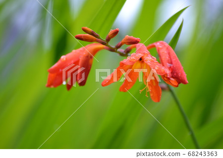 Crocosmia花 Crocosmia花 68243363