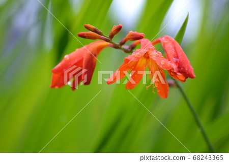 Crocosmia花 Crocosmia花 68243365