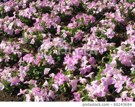 Flower field pink 68243684