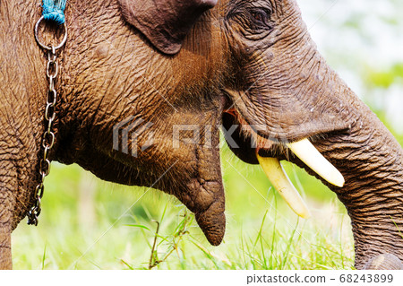 Elephant in Nepal Elephant in Nepal 68243899