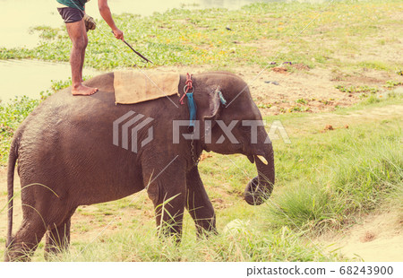 Elephant in Nepal Elephant in Nepal 68243900