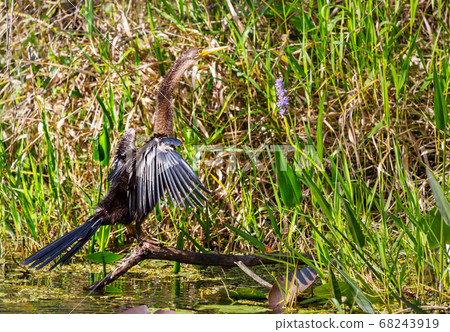 Anhinga 68243919