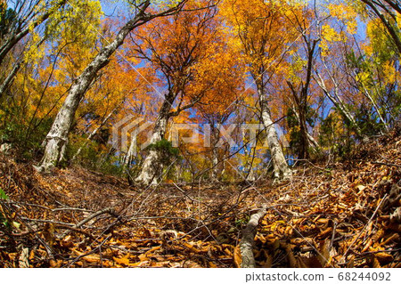 蘆津谷的秋天景色 68244092