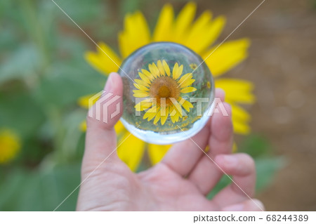 Sunflower field of Miyakojima 68244389