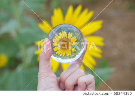 宮古島的向日葵田和水晶球 68244390