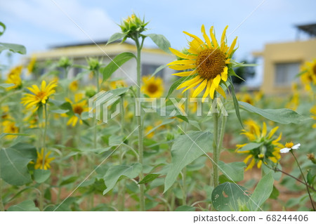 宮古島的向日葵田 68244406