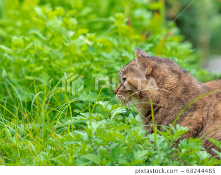 野雞老虎在草叢中的流浪貓 68244485