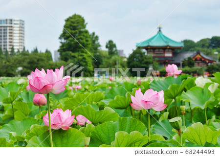 Ueno Lotus Flower and Bentendo in Shinobazu Pond 68244493