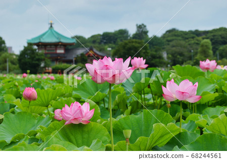 上野蓮花和忍冬池塘里的Bentendo 上野蓮花和忍冬池塘里的Bentendo 68244561