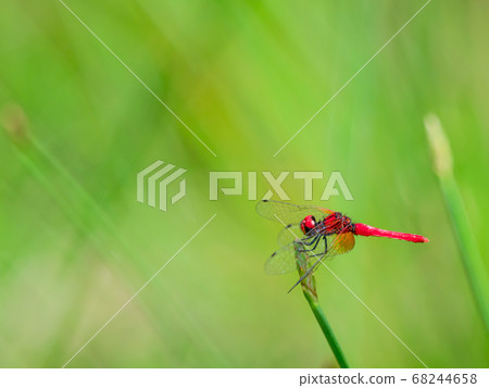 Hatcho dragonfly (male) side 9 Hatcho dragonfly (male) side 9 68244658