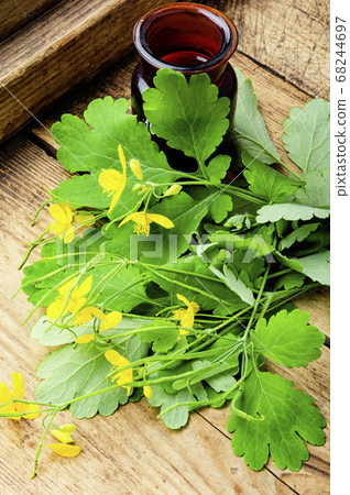 Celandine in herbal medicine Celandine in herbal medicine 68244697