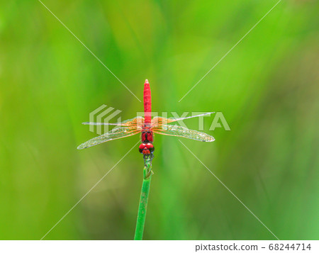 Hatcho dragonfly (male) side 11 Hatcho dragonfly (male) side 11 68244714