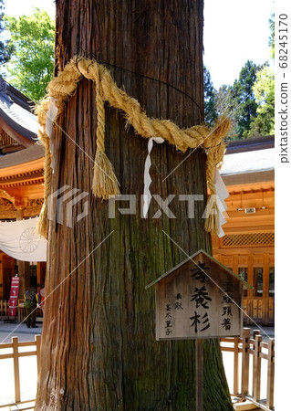 Hotaka Shrine (Koyosugi) 68245170