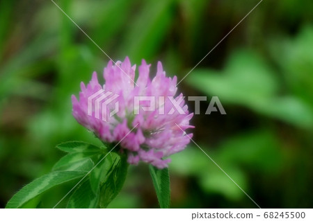 野花：紫色三葉草花：河床 68245500