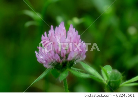 野花:紫色三葉草花:河床 野花:紫色三葉草花:河床 68245501