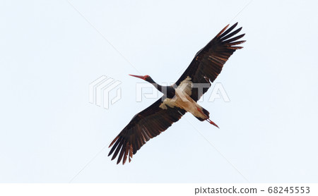 Black stork (Ciconia nigra) in flight 68245553