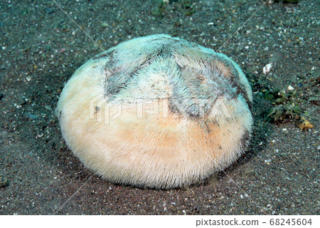 Lion Bombuk 68245604