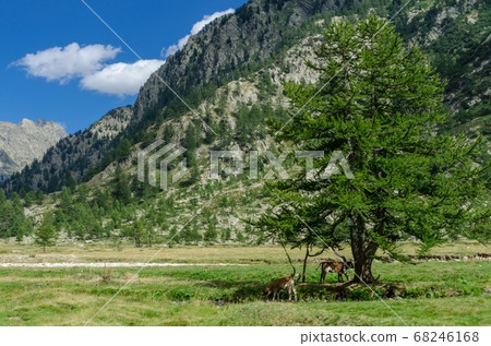 mountain cows mountain cows 68246168