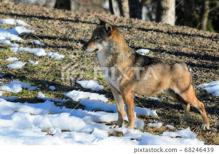 Italian wolf (canis lupus italicus) 68246439