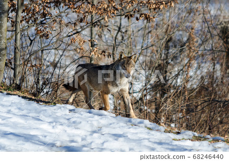 Italian wolf (canis lupus italicus) Italian wolf (canis lupus italicus) 68246440