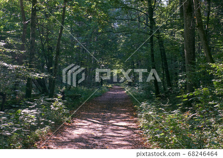 Dirt road crossing deciduous fores Dirt road crossing deciduous fores 68246464