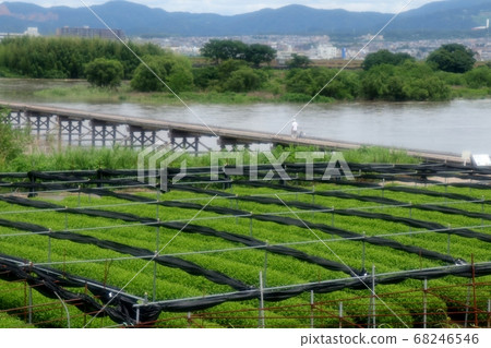 Kizugawa, Kyoto Prefecture “Flowing Bridge: Wooden Bridge” Yawata City-Kumiyama Town Kizugawa, Kyoto Prefecture “Flowing Bridge: Wooden Bridge” Yawata City-Kumiyama Town 68246546