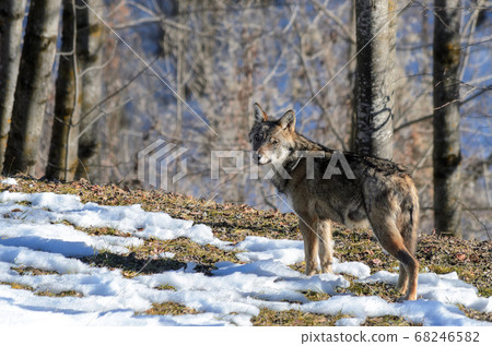 Italian wolf (canis lupus italicus) Italian wolf (canis lupus italicus) 68246582