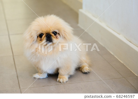 portrait white pekingese sitting on floor portrait white pekingese sitting on floor 68246597