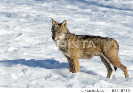 Italian wolf (canis lupus italicus) Italian wolf (canis lupus italicus) 68246710