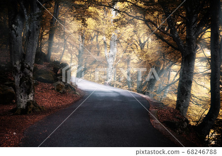 road into the wood road into the wood 68246788