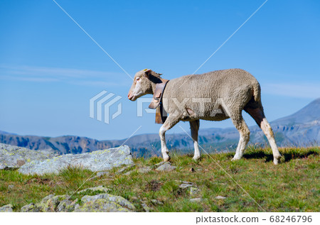 Sheep in the mountains Sheep in the mountains 68246796