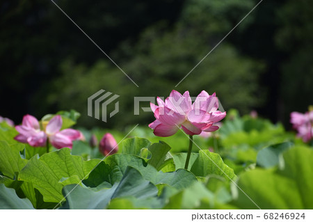 Lotus flower in the rainy season Lotus flower in the rainy season 68246924