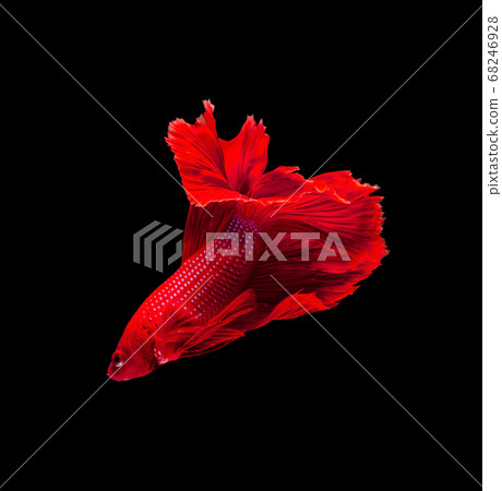 Super red half moon Siamese fighting fish isolated Super red half moon Siamese fighting fish isolated 68246928